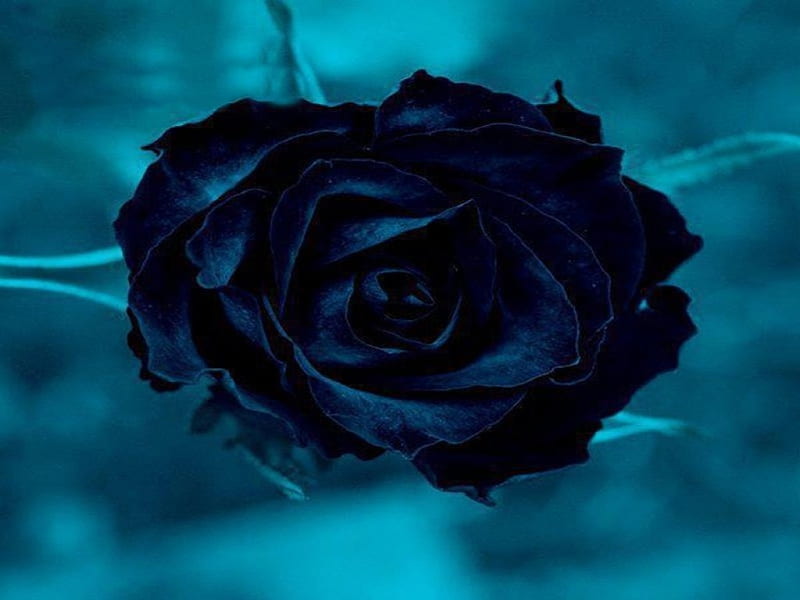 Blue Rose, amazing, bonito, blue background, HD wallpaper | Peakpx
