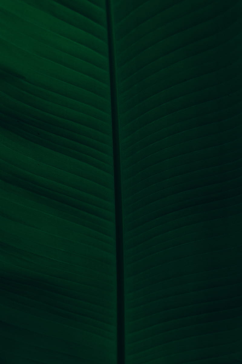 leaf, veins, macro, green, dark, HD phone wallpaper