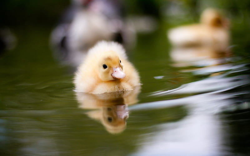 little duckling, cute, water, duck, bird, swim, nature, ducklings, duckling, swimming, HD wallpaper