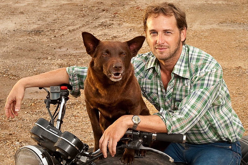 red dog, red, man, motorcycle, dog, HD wallpaper red dog, red, man, motorcycle, dog, HD wallpaper