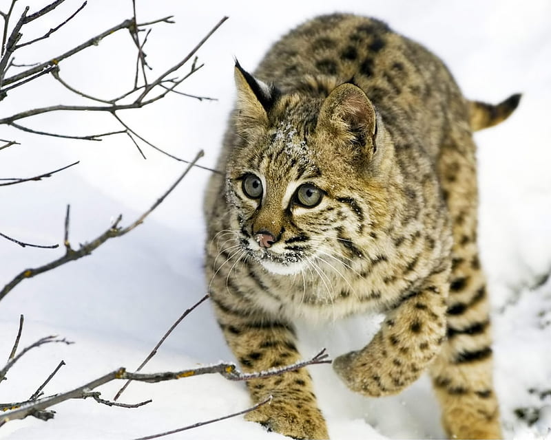 Iberian Lynx, spotted, felines, lynx, iberian, cats, HD wallpaper