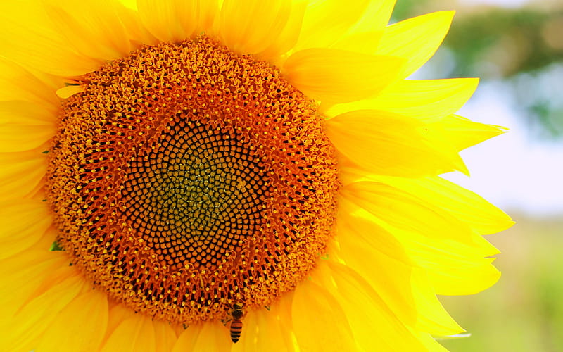 sunflower bee-flower, HD wallpaper