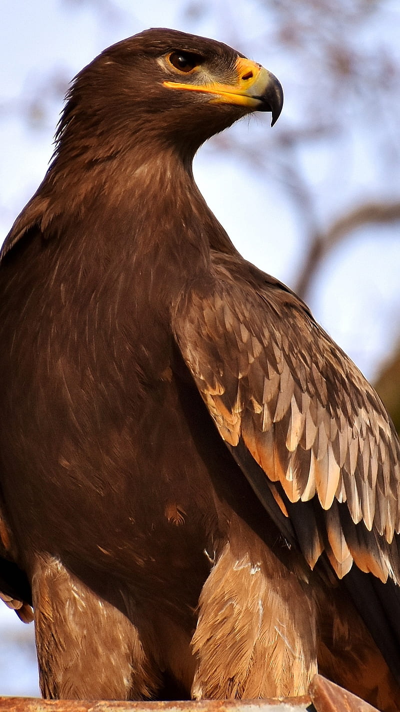 Adler raptor , bird, adler raptor, wildlife, hooked beak, sharp eyesight, HD phone wallpaper
