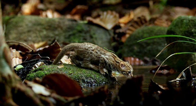 World Smallest Wild Cat, Wild, Smallist, World, Cat, HD wallpaper | Peakpx