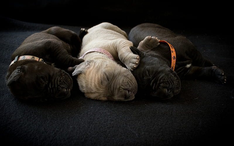 Shar Pei, little puppies, cute animals, dogs, sleeping puppies, pets, HD wallpaper