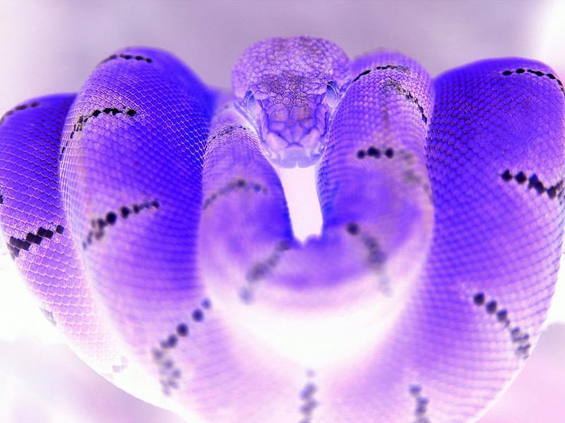 Tree snake on branch, fantasy, purple, branches, abstract, snakes, HD wallpaper