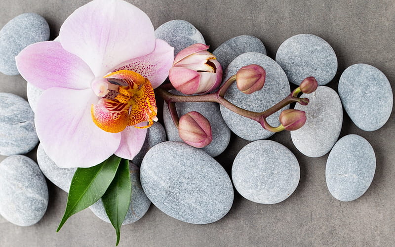 Pink orchids, spas, stones, orchids, tropical flowers, spa concepts, HD wallpaper
