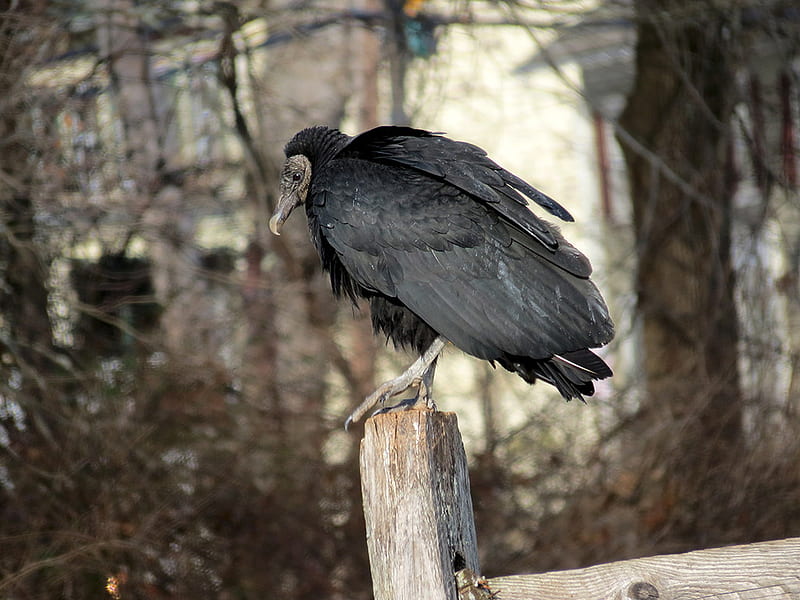 black vulture on post. It seems like the black vultures hav, HD wallpaper