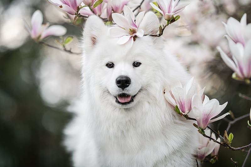 Samoyed, dog, white, flower, primavara, spring, magnolia, caine, pink, HD wallpaper
