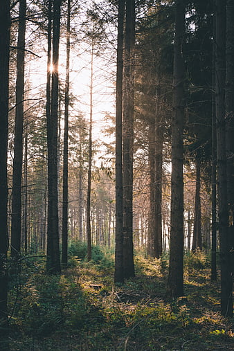 Forest, rays, grass, bushes, HD phone wallpaper | Peakpx