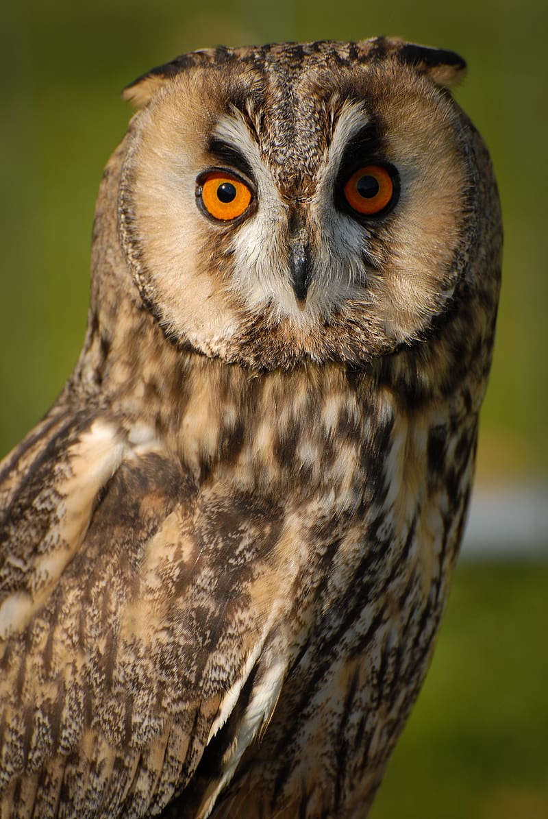 long-eared owl, owl, bird, blur, HD phone wallpaper