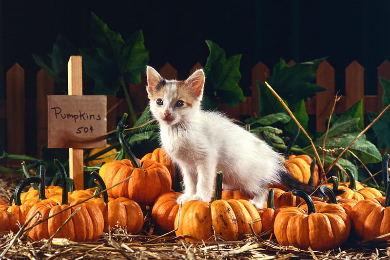 Pumpkins for sale, halloween, pumpkin, cat, kitten, animal, HD wallpaper