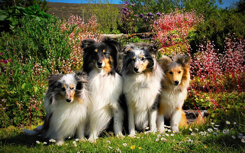 Shetland Collie Dogs, family, Sheltie, pets, Shetland Sheepdog, shetland sheepdog, flowers, dogs, HD wallpaper