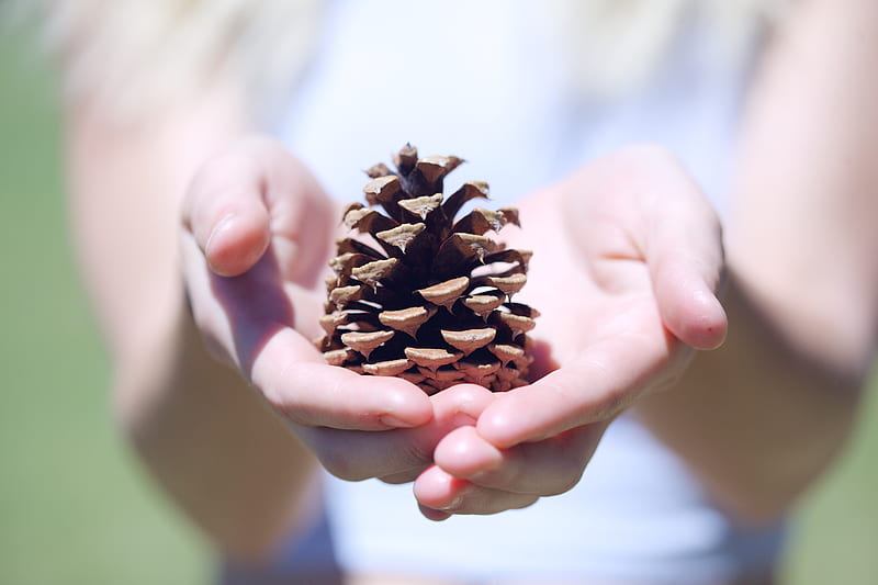 person showing brown pine cone, HD wallpaper