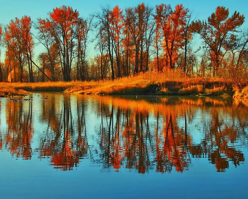 Autumn Blue Bow River, autumn, nature, river, reflection, trees, HD wallpaper
