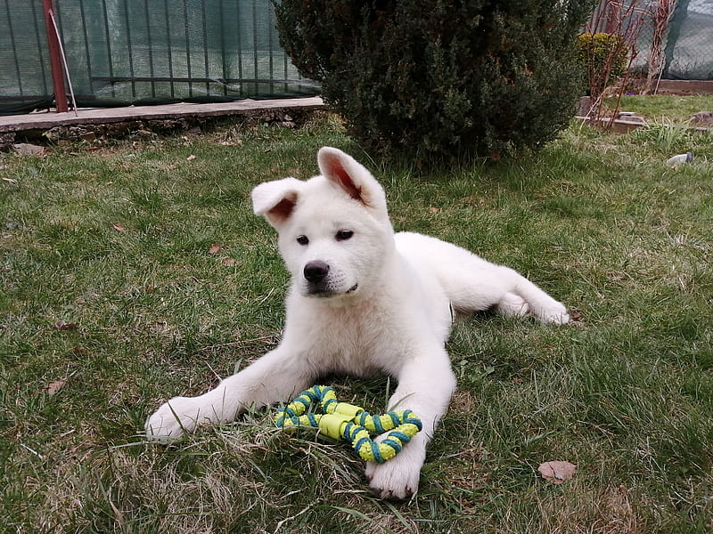 Akita inu, cute, dog, dogs, puppies, puppy, white akita inu, HD