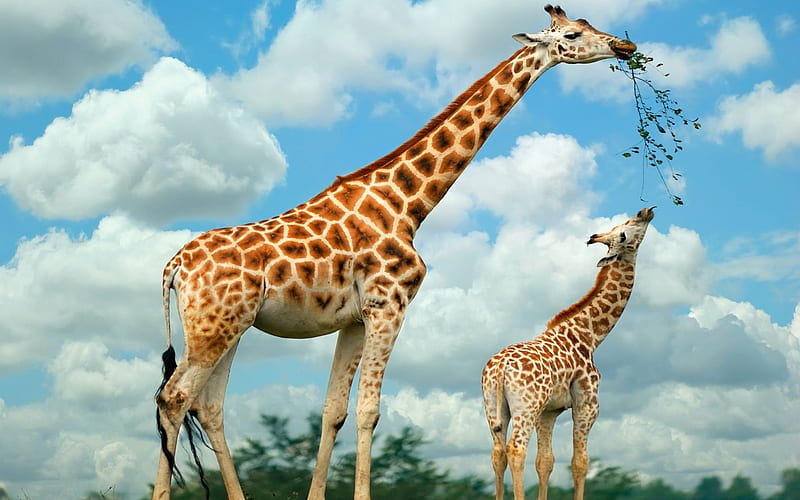 Giraffe Mother And Baby, Baby, Sky, Clouds, Giraffe, Mother, Animals, HD wallpaper