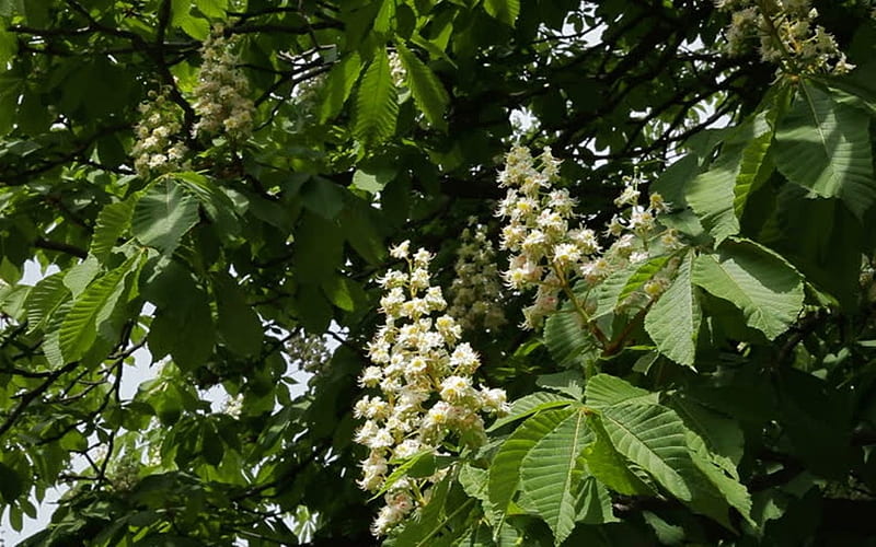 Horse-Chestnut Blooms, tree, leaves, horse-chestnut, blooms, white, HD wallpaper