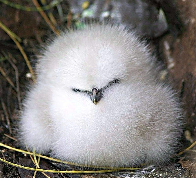 White Fluffy Bird, Baby, Bird, Fluffy, Animals, HD wallpaper | Peakpx