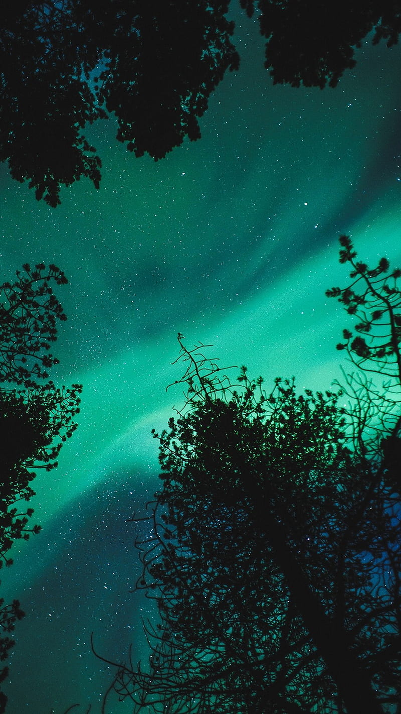 Polar Lights, 7itech, earth, landscape, sky, stars, tree, HD phone wallpaper