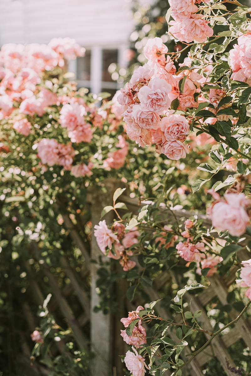 roses, pink, flowers, bush, plant, HD phone wallpaper