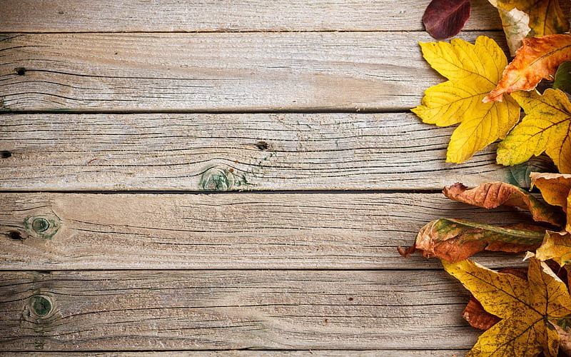 leaves, autumn still life, tree, texture, HD wallpaper