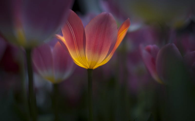 Tulip, tulips, flowers, HD wallpaper