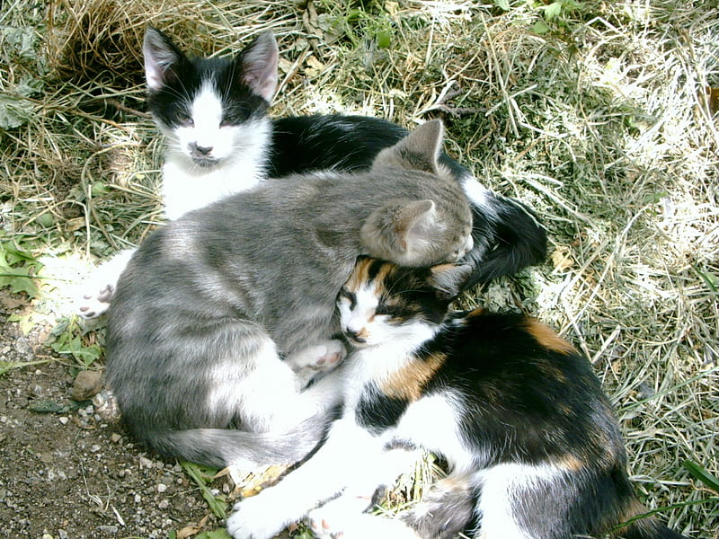 Three brothers sleeping, brothers, three cat, cat, sleeping, HD wallpaper