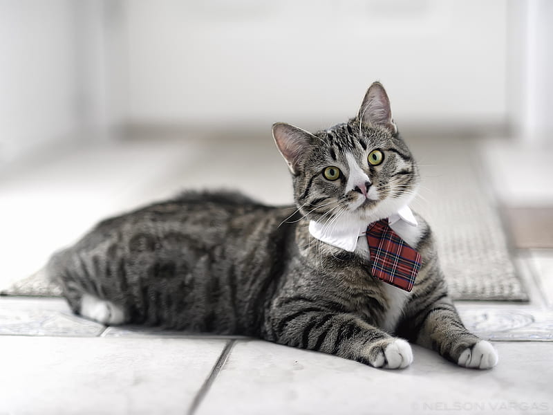 Scholarly Cat, big, tie, bonito, scholar, funny, cat, HD wallpaper