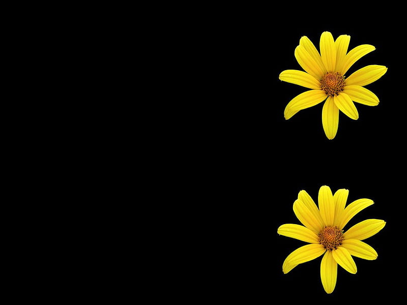 Yellowx right border, flower, border, yellow, black, HD wallpaper