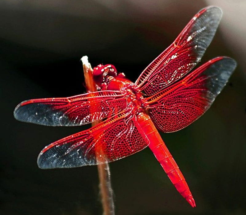 Red Dragonfly, Dragonfly, album, Red, Sky, Wings, HD wallpaper