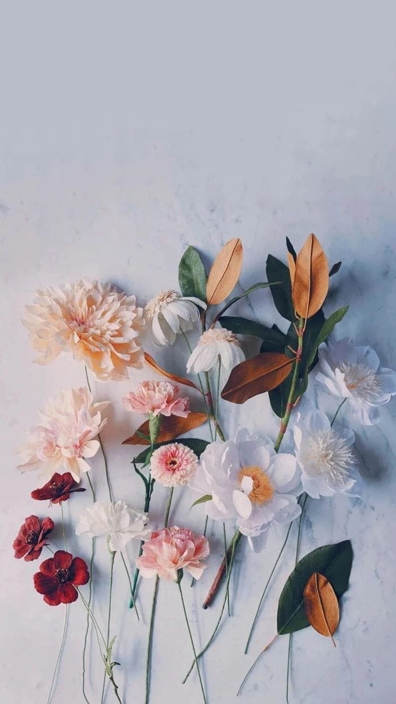 About flowers in iPhone, Simple Plant Aesthetic, HD phone wallpaper | Peakpx