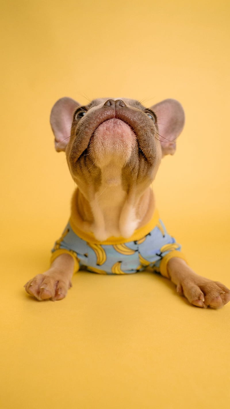Banana dog, brown dog, doggy, funny, humor, puppy, t shirt, HD phone wallpaper