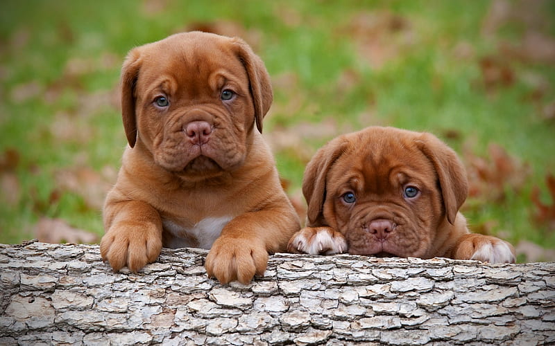 is french mastiff a good family dog