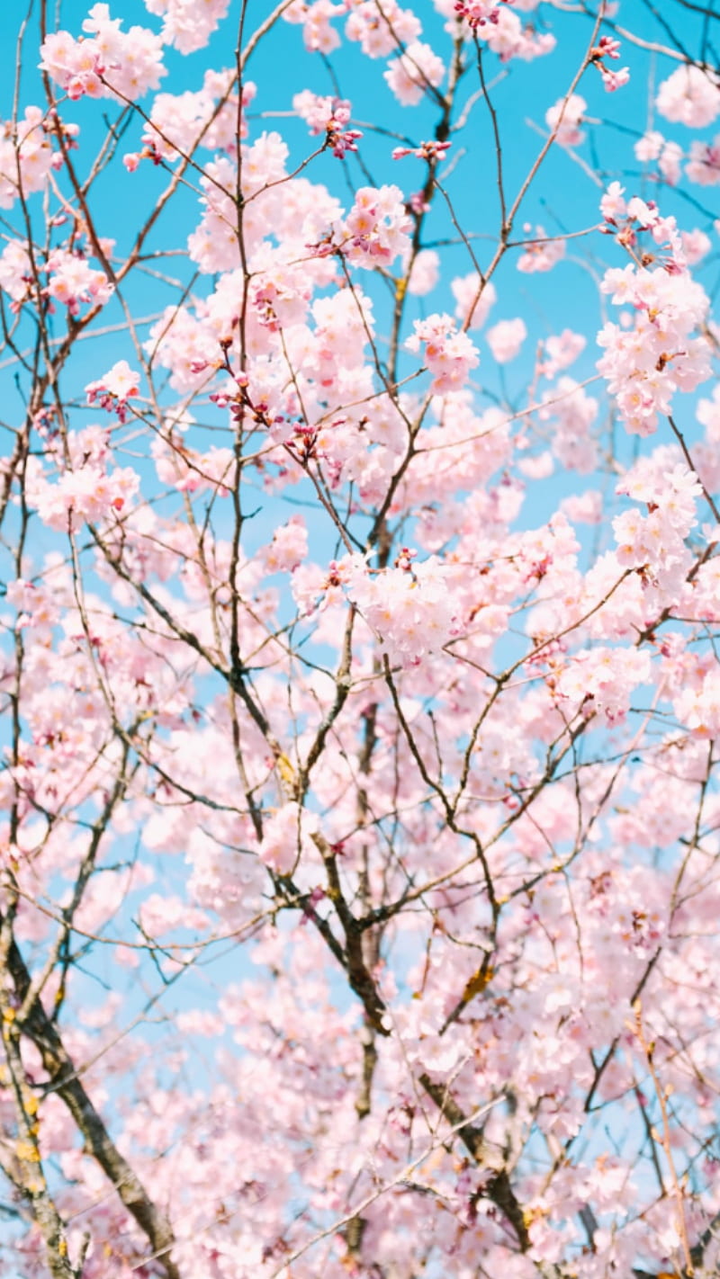 Flores, flor, flor de cerezo, flor, bonita, primavera, Fondo de pantalla de  teléfono HD | Peakpx