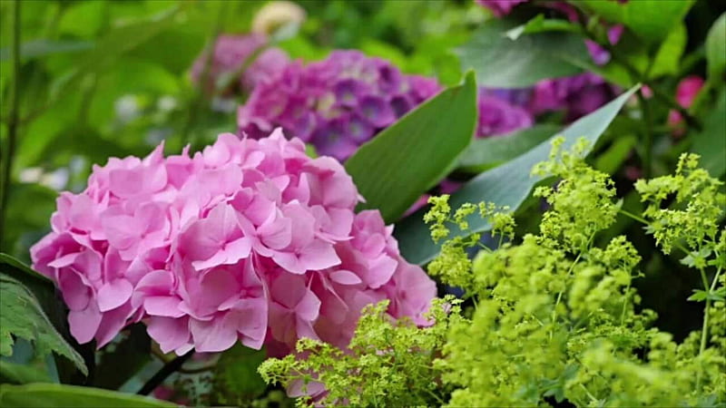 La hortensia suave invincibelle limetta produce bonitas flores verdes de  jardín, Fondo de pantalla HD | Peakpx