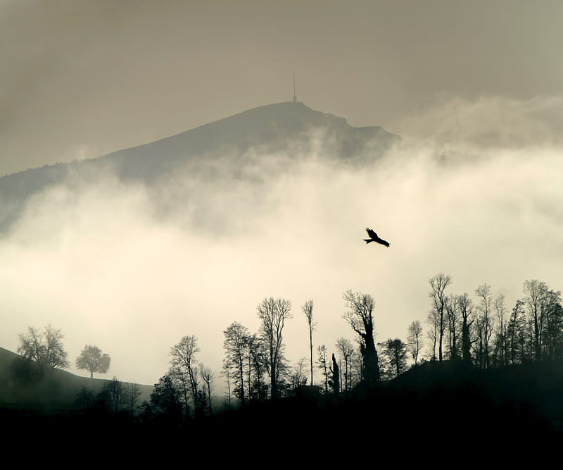bird, silhouette, mountain, cloud, trees, HD wallpaper