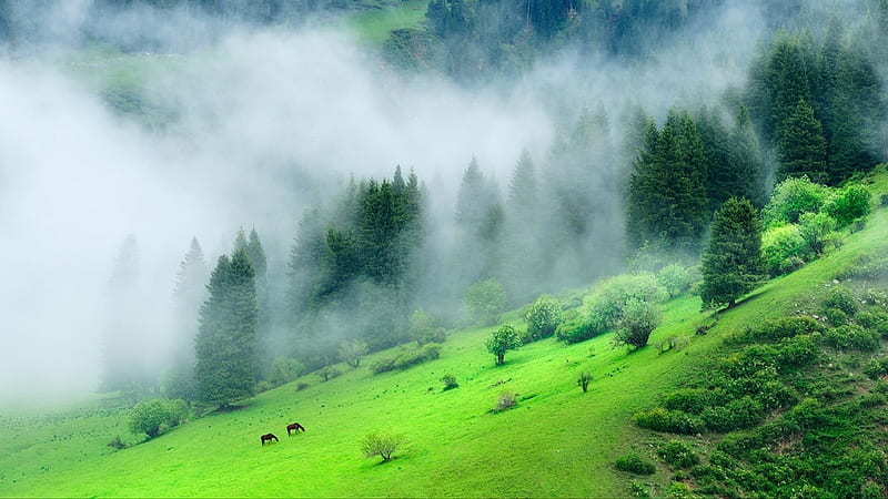 Green Forest Mountain With Mist During Morning Time Nature, HD wallpaper
