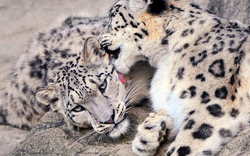 Adorable cubs, snow leopard, wilderness, predators, wild, wild cats, wildlife, nature, cubs, cats, wild animals, big cats, animals, puppy, HD wallpaper