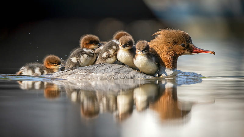 Hitching a Ride with Mom, reflection, animals, water, duck, nature, ducklings, HD wallpaper
