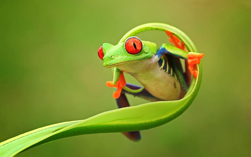 Frog, verde, portocaliu, broasca, green, orange, animal, leaf, HD ...