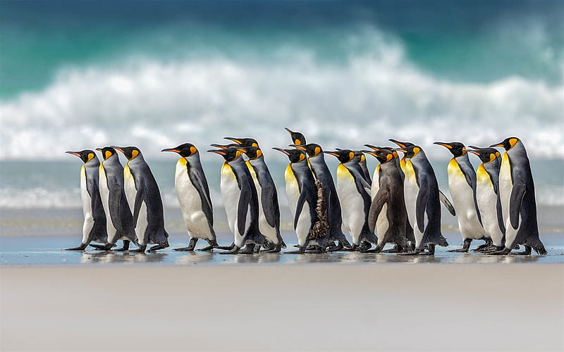 King penguin, Atlantic Ocean, Penguins, coast, flock of penguins, waves, South America, HD wallpaper