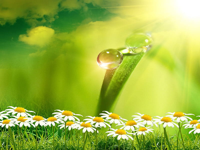Green Nature, Grassland, Flowers, Daisies, Dewdrops, Sunshine, HD wallpaper