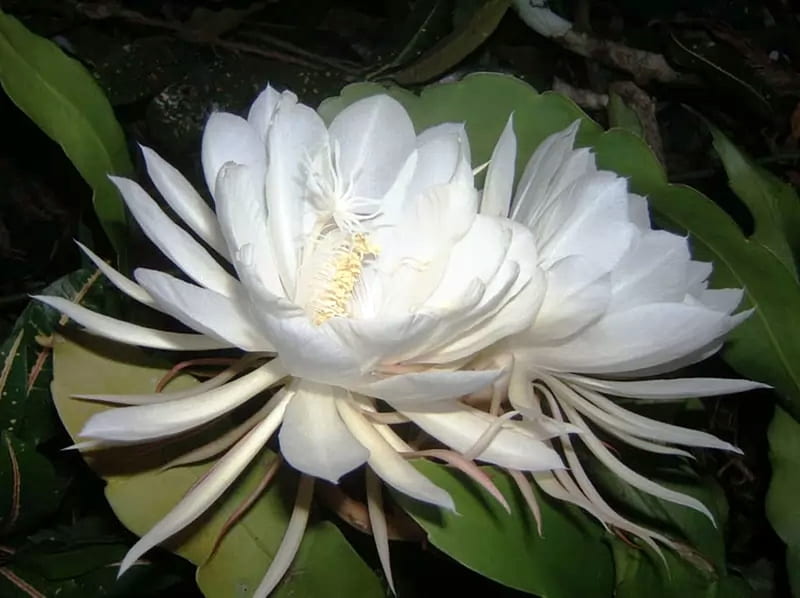 Kadupul Flower, White, Expensive, Kadupul, Flower, HD wallpaper