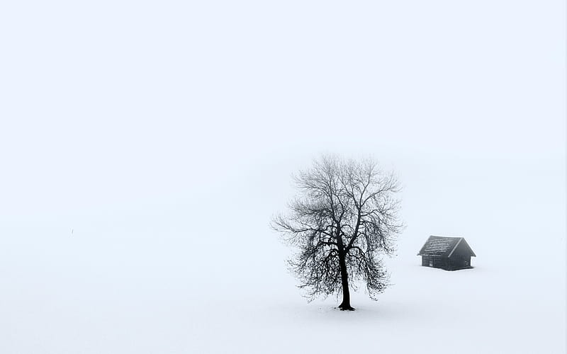 One House And One Tree, HD wallpaper