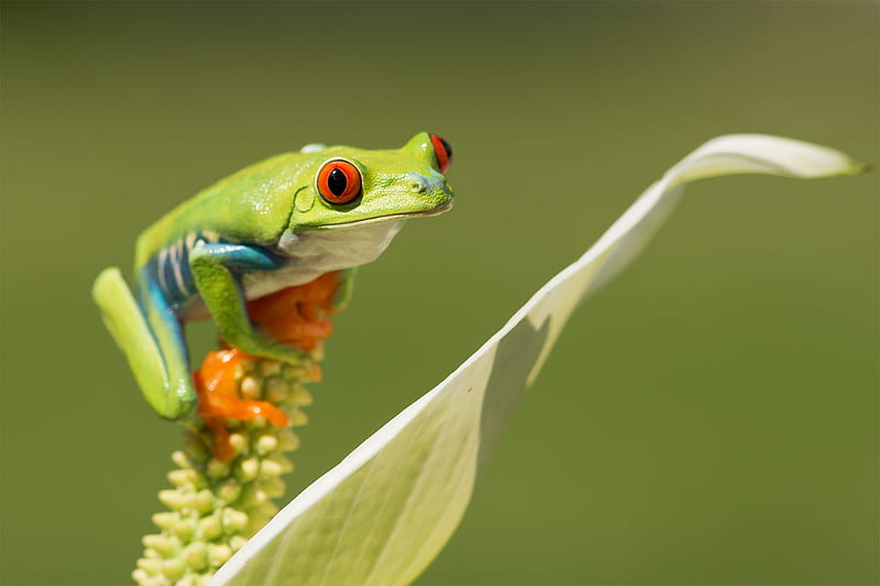 Frogs, Red Eyed Tree Frog, HD wallpaper