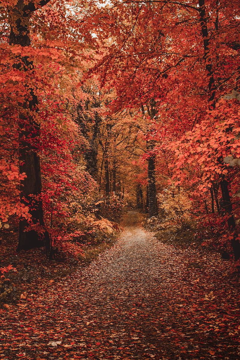 Autumn, forest, path, foliage, trees, autumn colors, HD phone wallpaper |  Peakpx