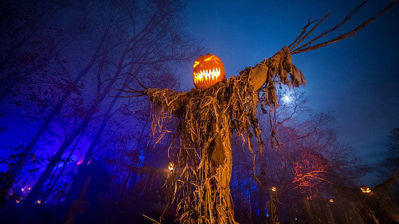 Spooky Scarecrow Forest Pumpkins Halloween, HD wallpaper