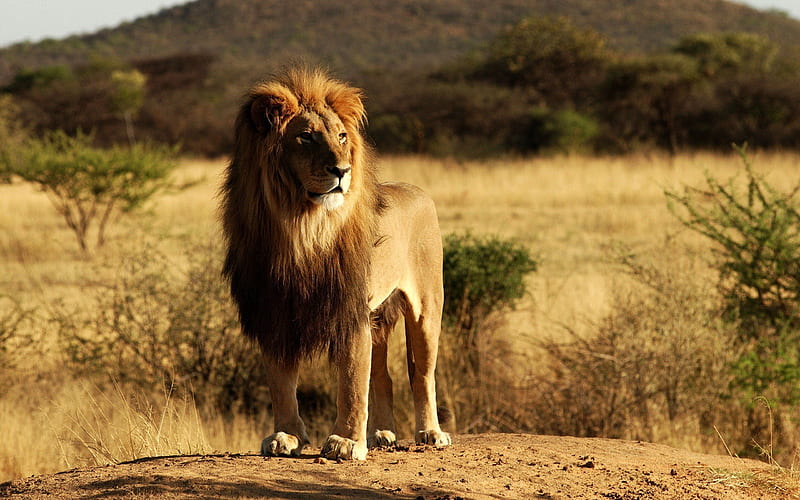 lion, savana, africa, leo, predator, landscape, nature, HD wallpaper