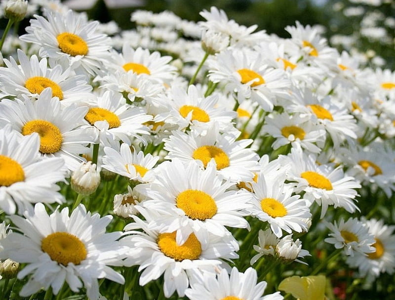 Lovely Summer Flowers, plants, summer, flowers, margaritas, nature, white-yellow, asters, HD wallpaper